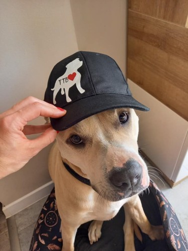 Wyjątkowa ręcznie malowana czapka z daszkiem z Amstafem