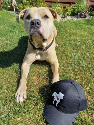 Wyjątkowa ręcznie malowana czapka z daszkiem z Amstafem