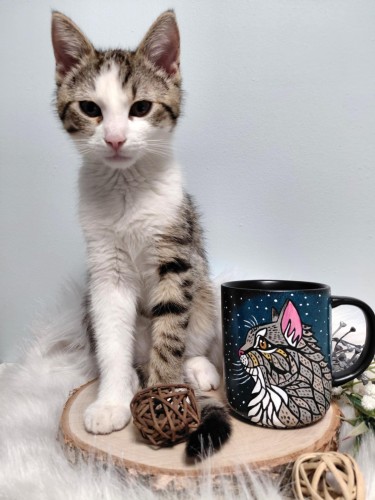 Wyjątkowy, ręcznie malowany kubek kot mandala szary