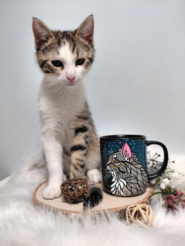 Wyjątkowy, ręcznie malowany kubek kot mandala szary