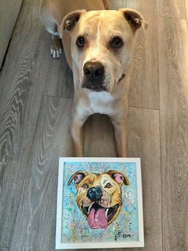 Obraz ręcznie malowany na płótnie pies amstaff TTB
