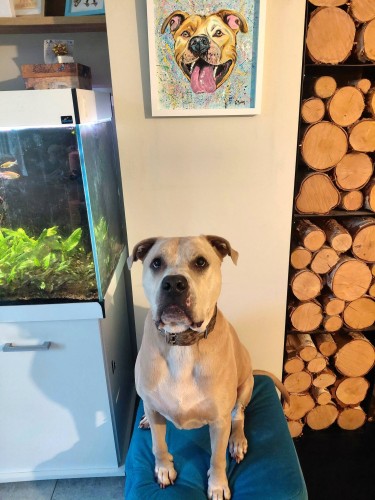Obraz ręcznie malowany na płótnie pies amstaff TTB